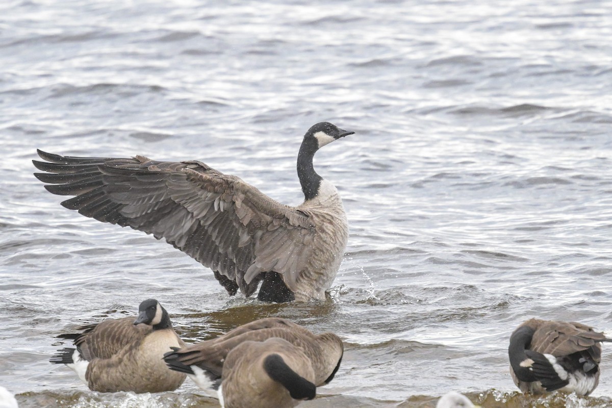 カナダガン - ML644716263