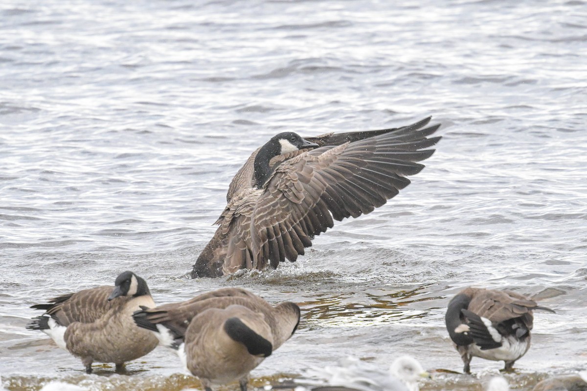 カナダガン - ML644716264