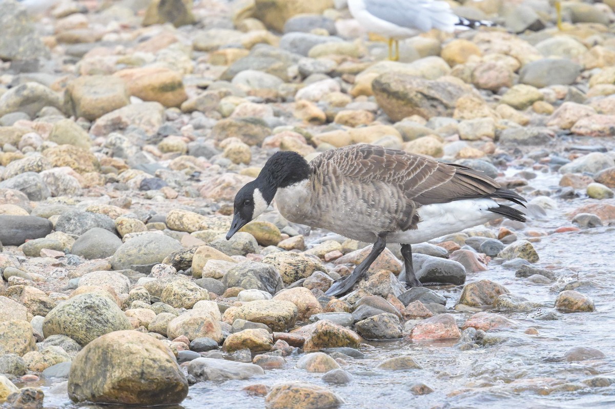 カナダガン - ML644716275