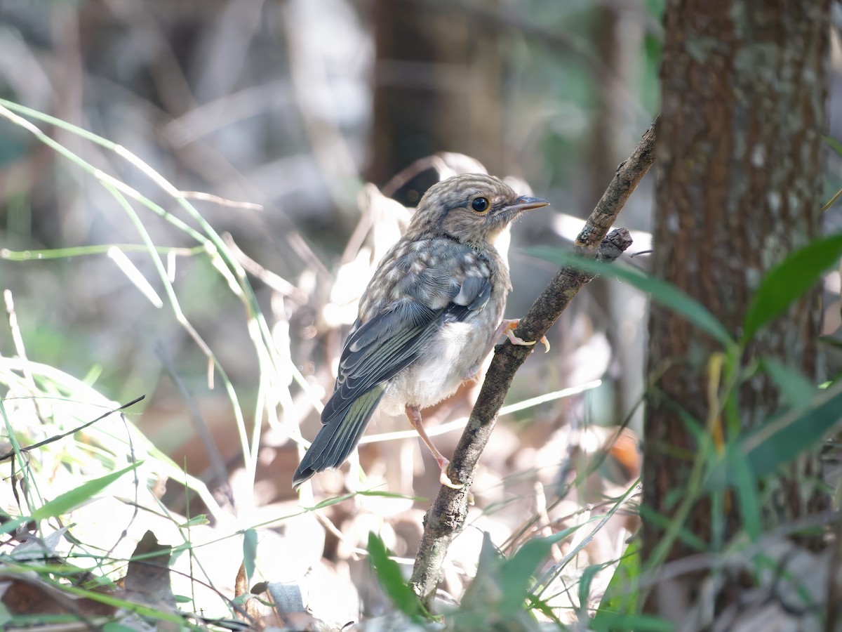 Жёлтая дриада - ML644716298