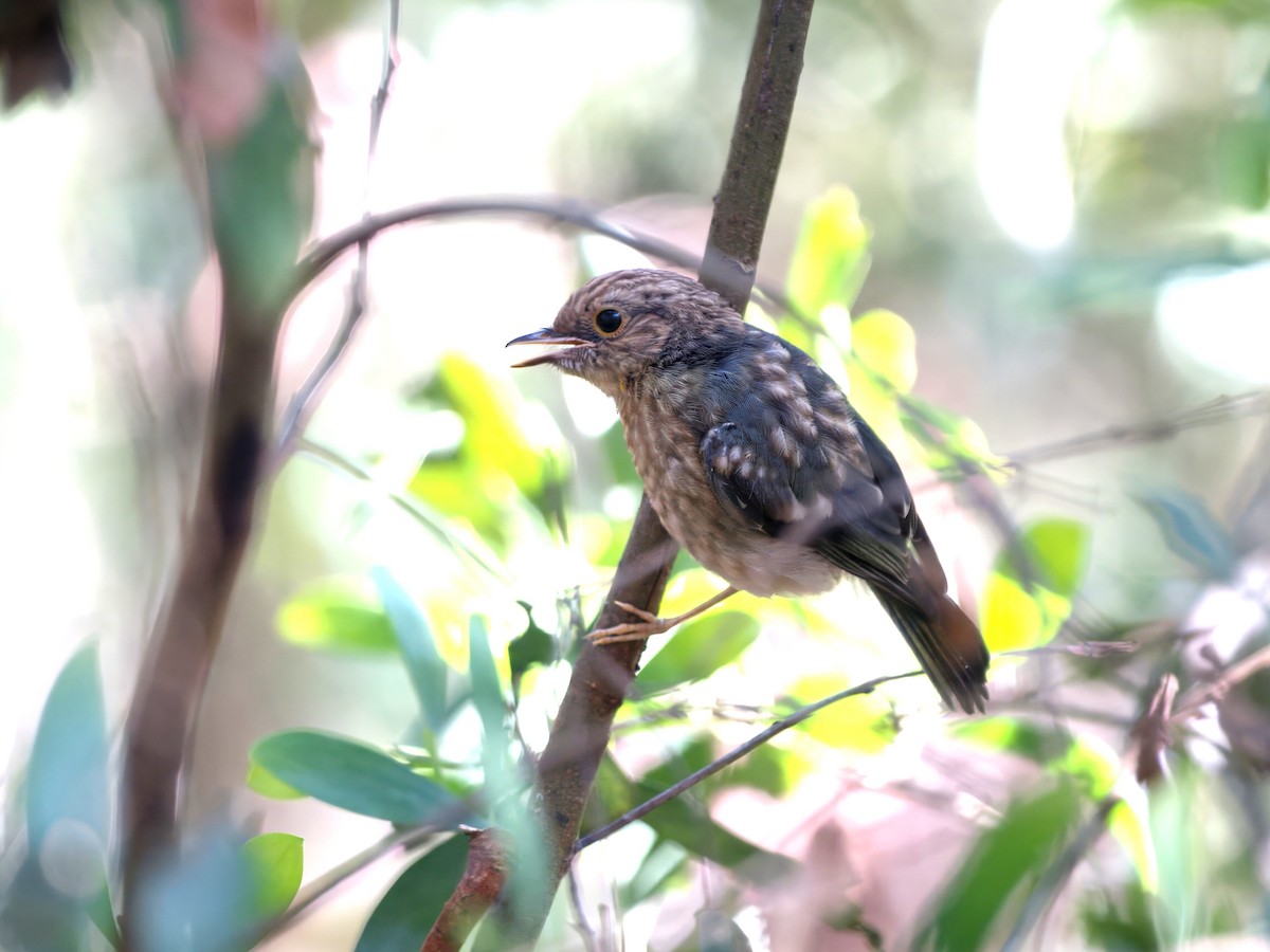 Жёлтая дриада - ML644716300