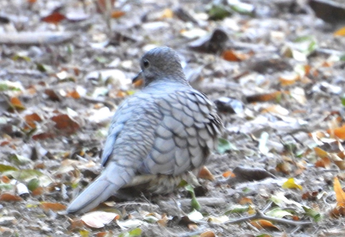 Inca Dove - ML644716335