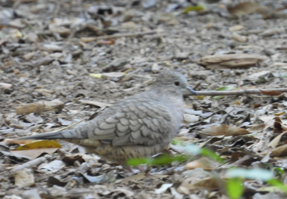 Inca Dove - ML644716336