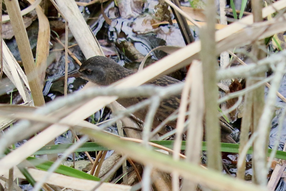 Virginia Rail - ML644716337