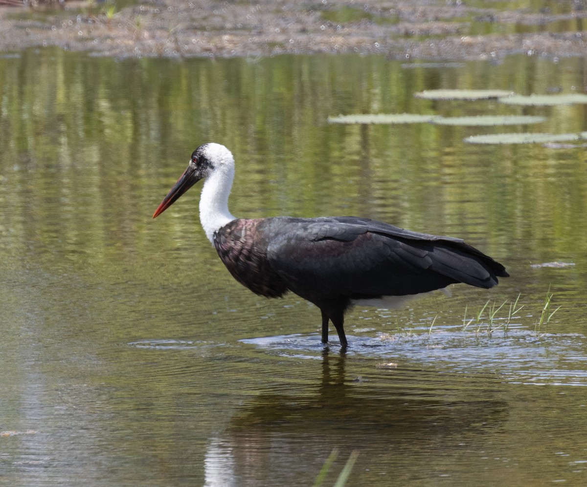 African Woolly-necked Stork - ML644716342