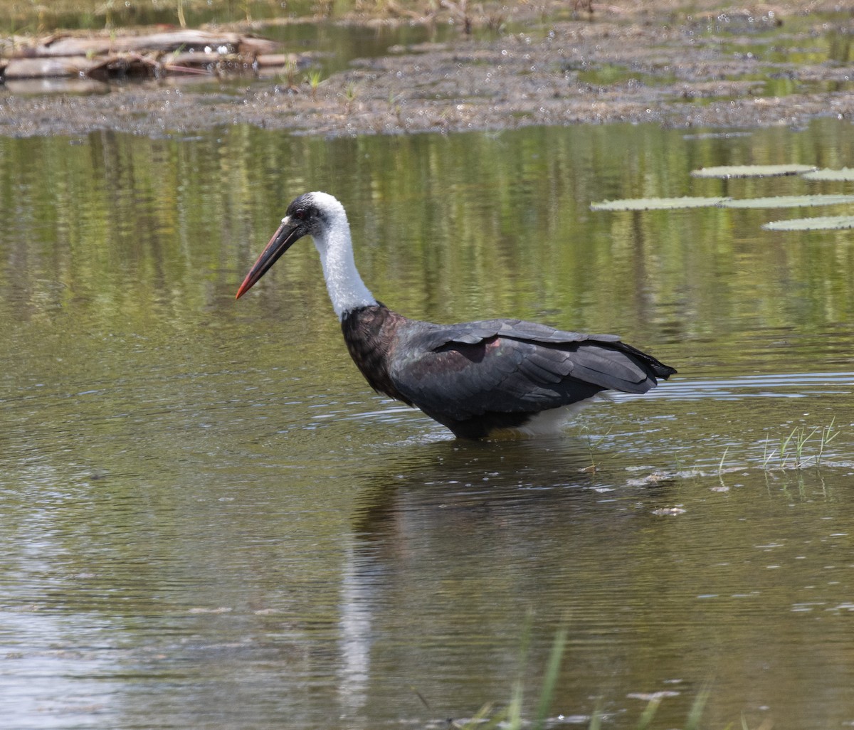 African Woolly-necked Stork - ML644716344