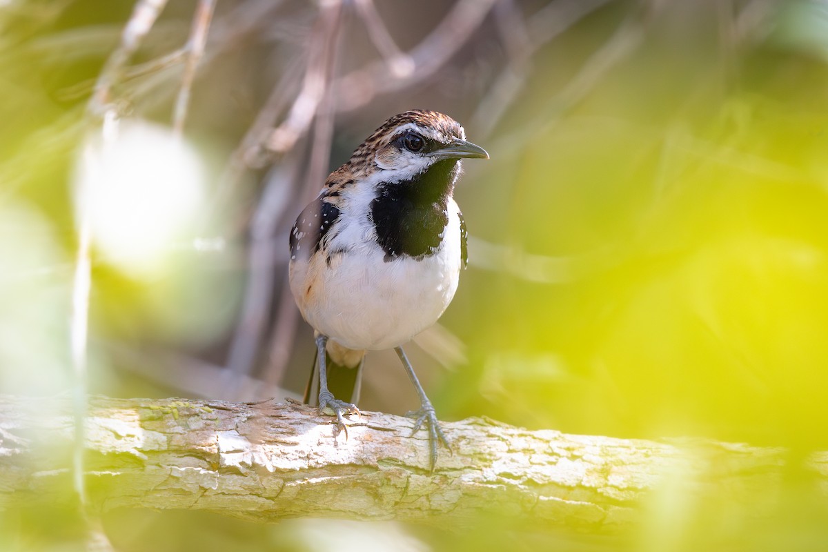 Stripe-backed Antbird - ML644716356