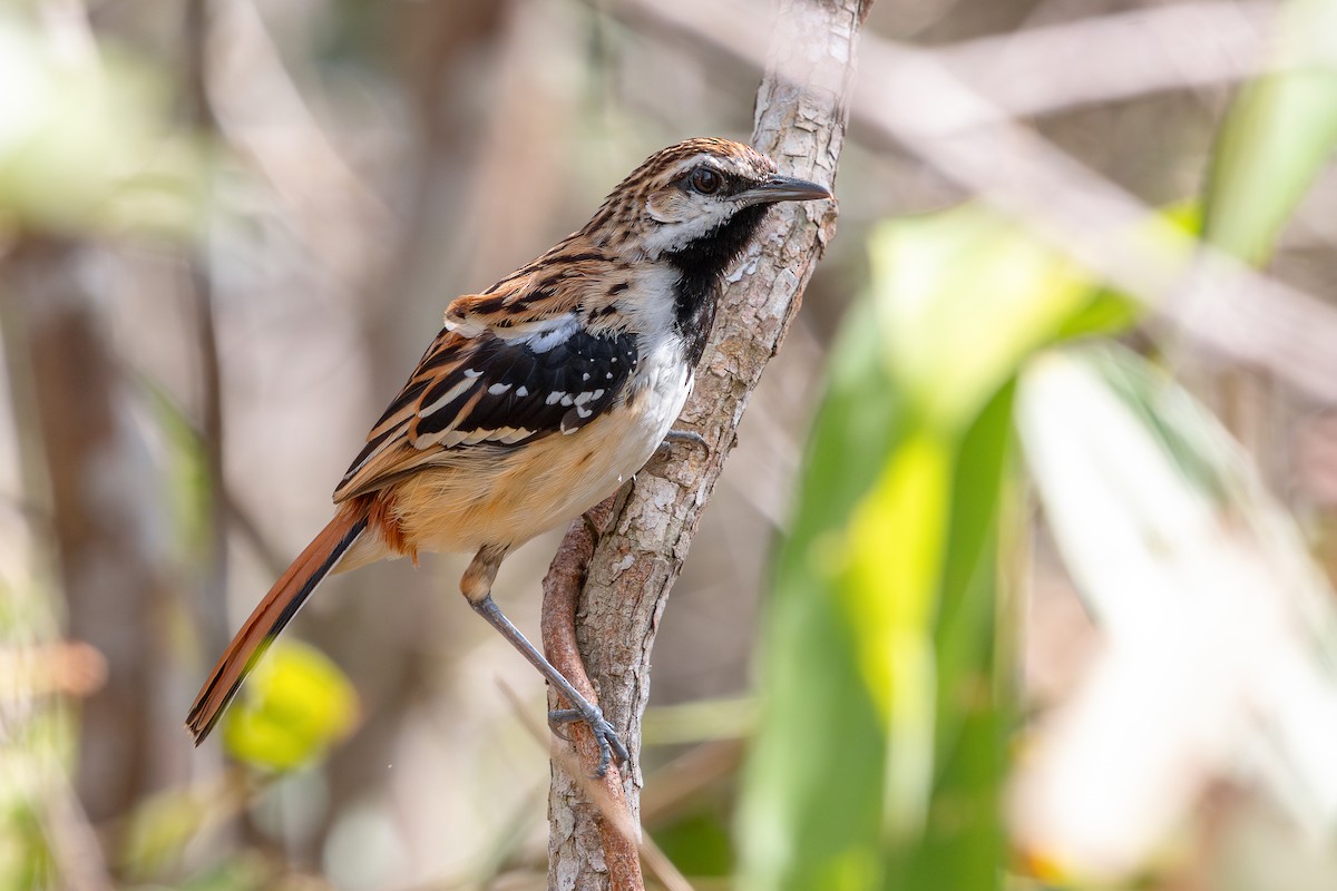 Stripe-backed Antbird - ML644716357