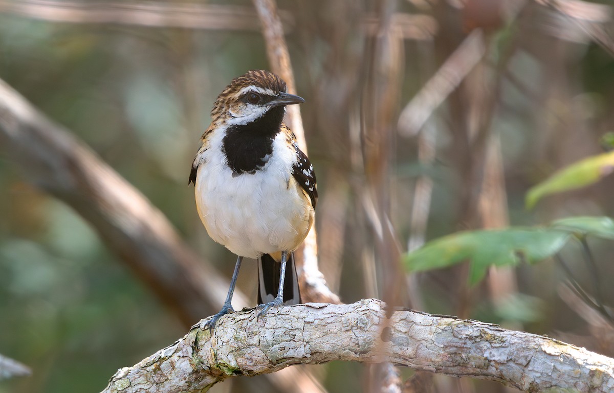 Stripe-backed Antbird - ML644716358