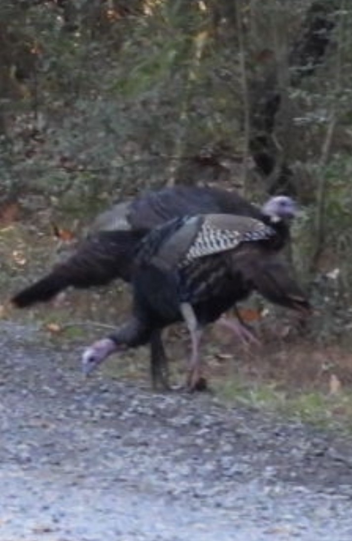 Wild Turkey - ML644716368