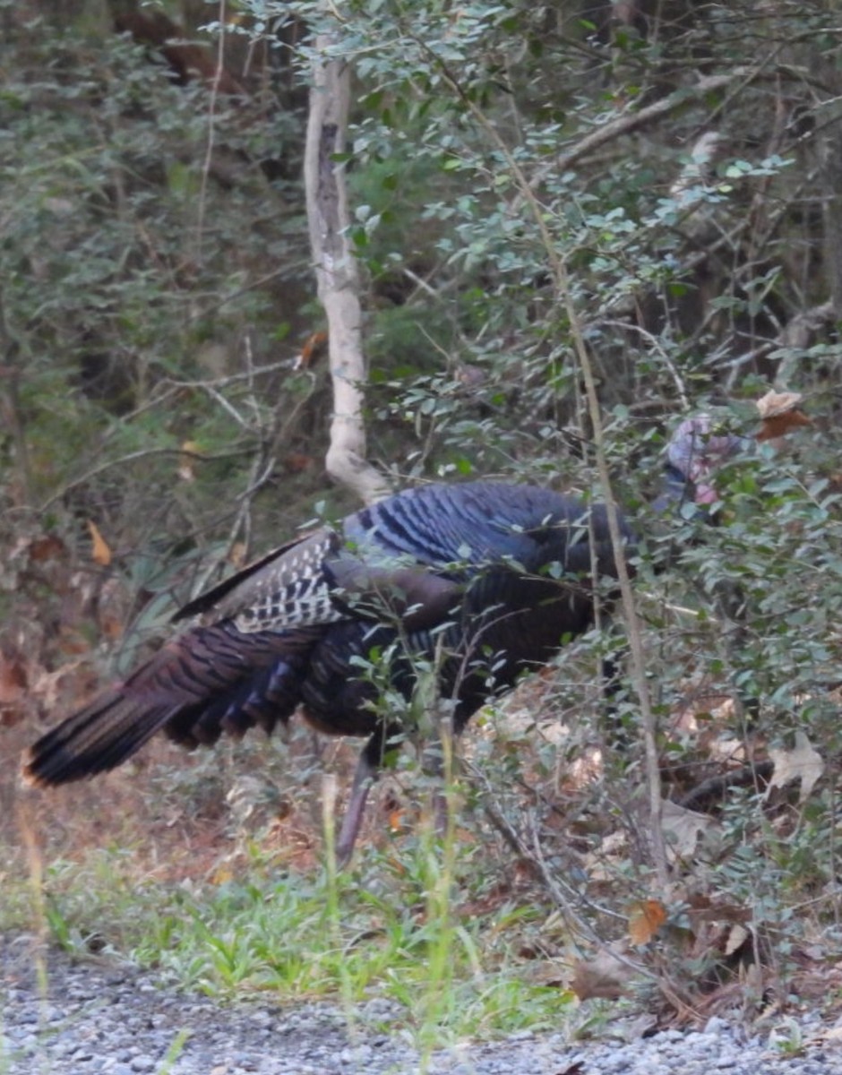 Wild Turkey - ML644716369