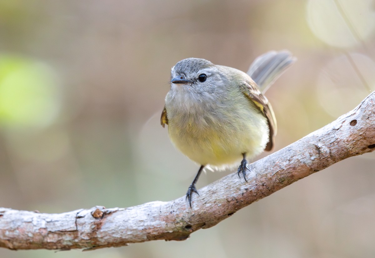 Planalto Tyrannulet - ML644716372