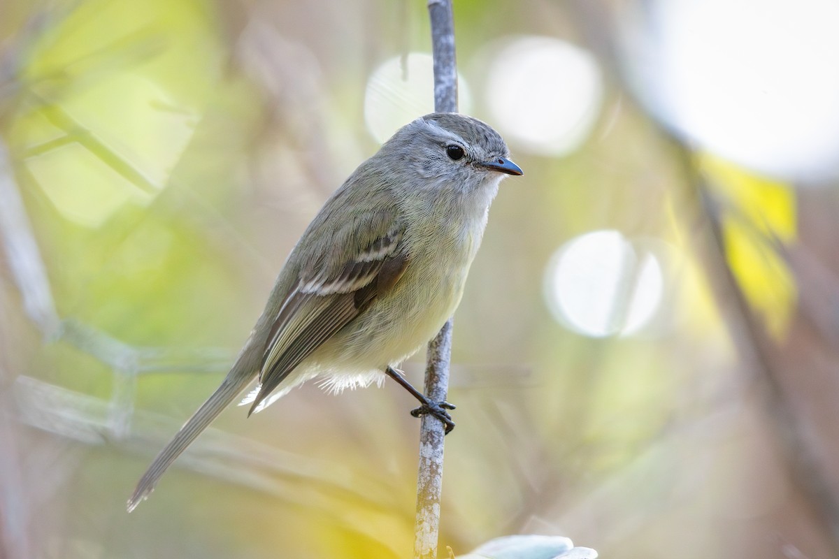 Planalto Tyrannulet - ML644716373