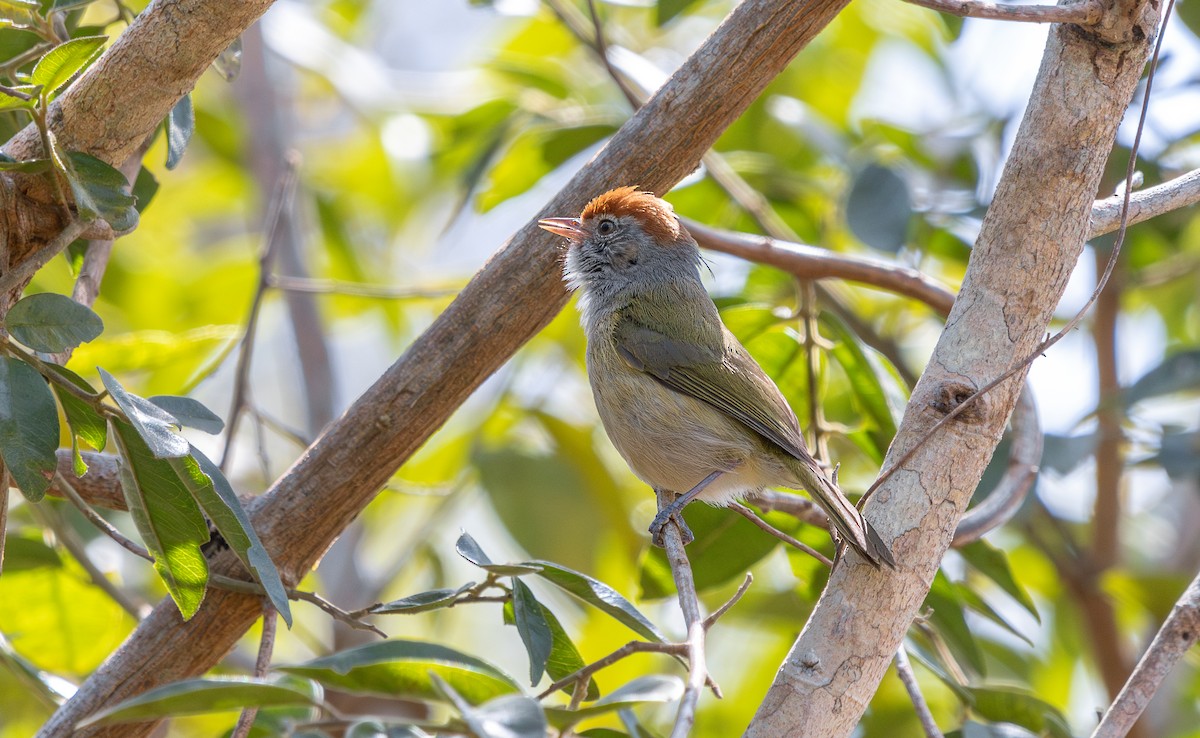 Gray-eyed Greenlet - ML644716392