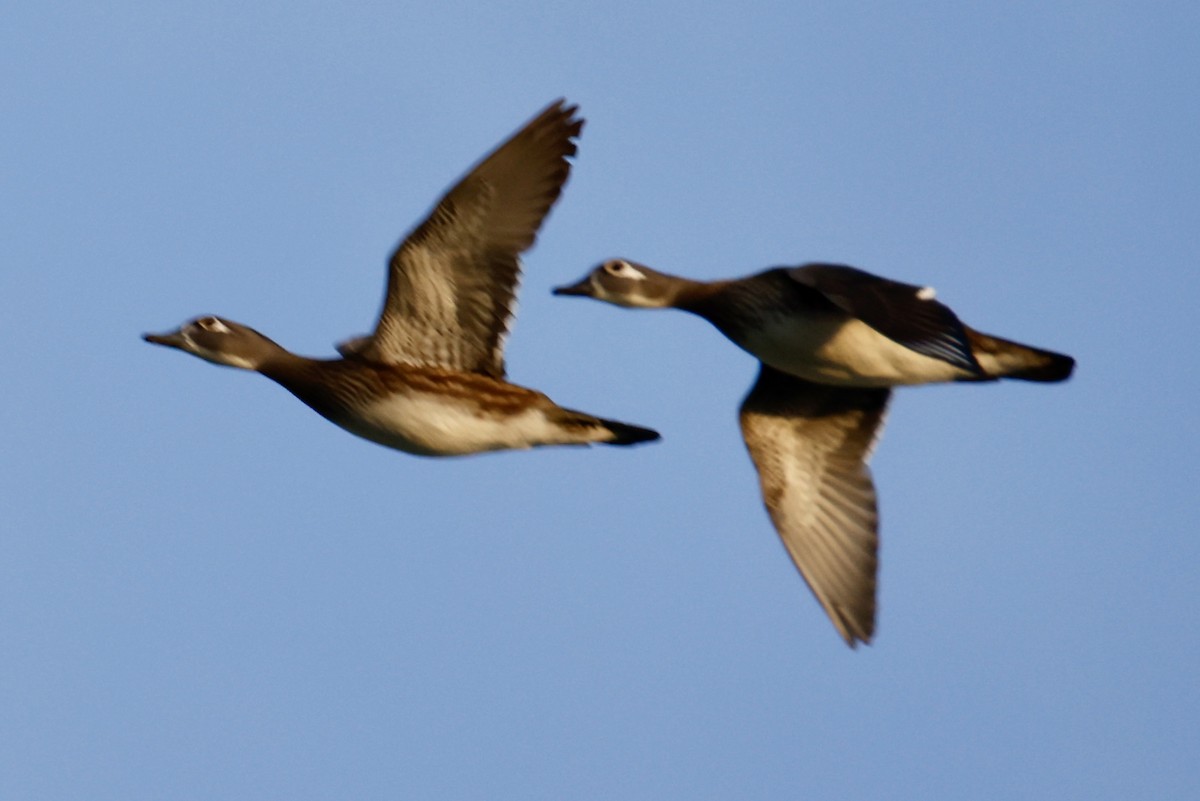 Wood Duck - ML644716396