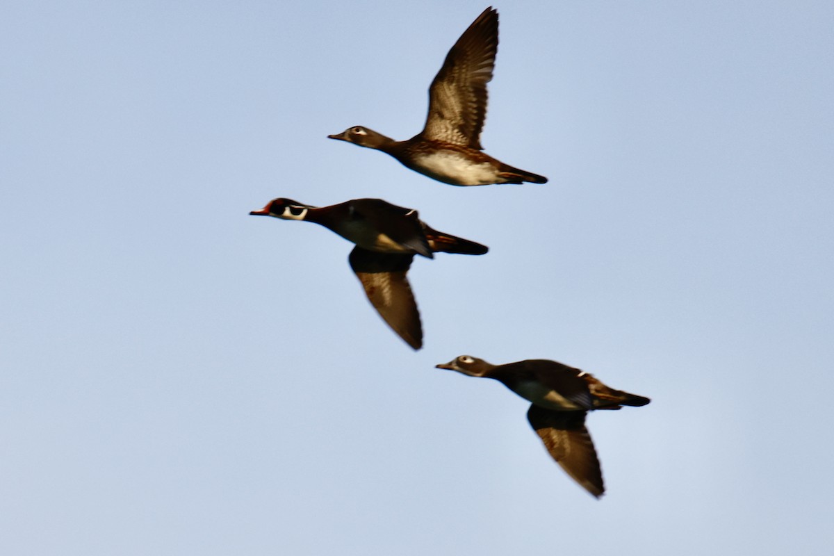 Wood Duck - ML644716397
