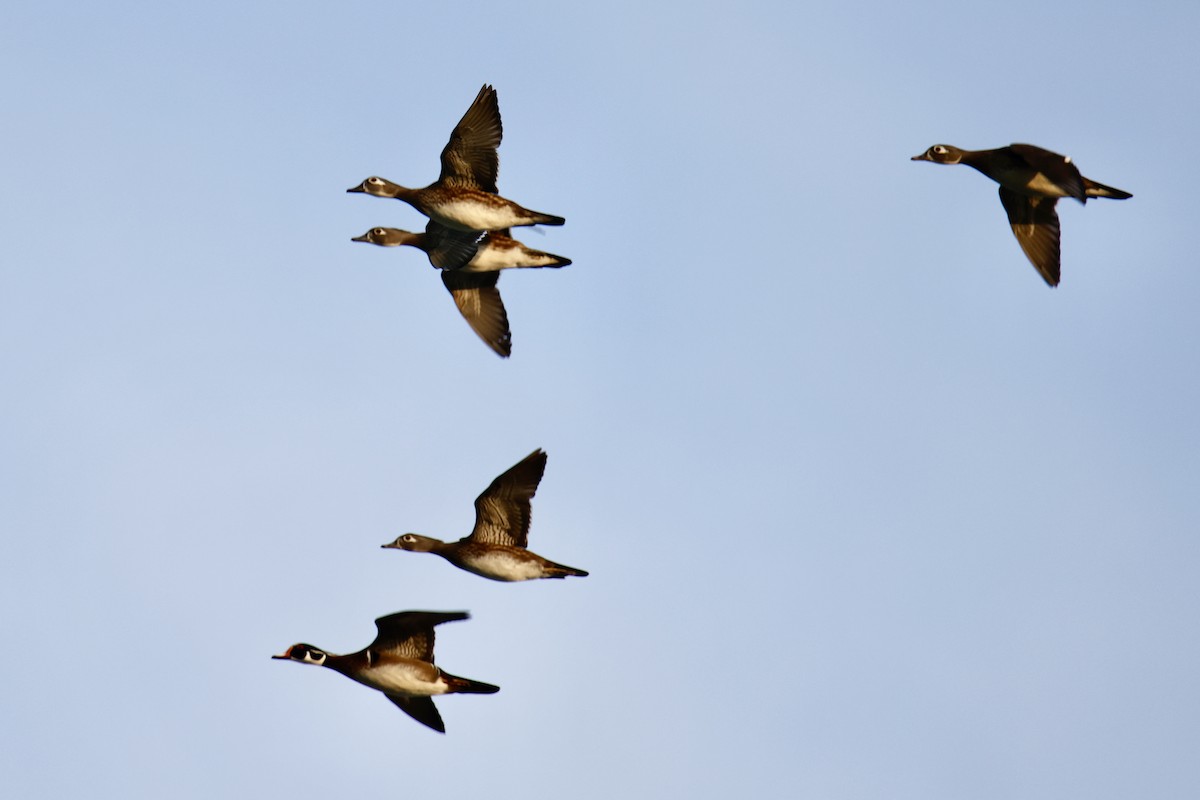 Wood Duck - ML644716398