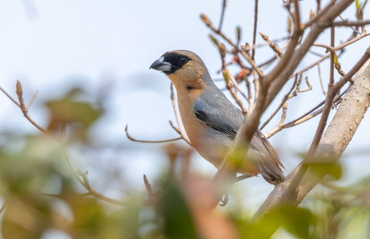 Cinnamon Tanager - ML644716402