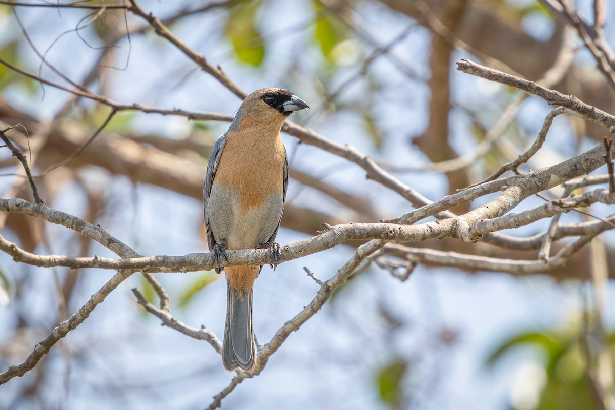 Cinnamon Tanager - ML644716403