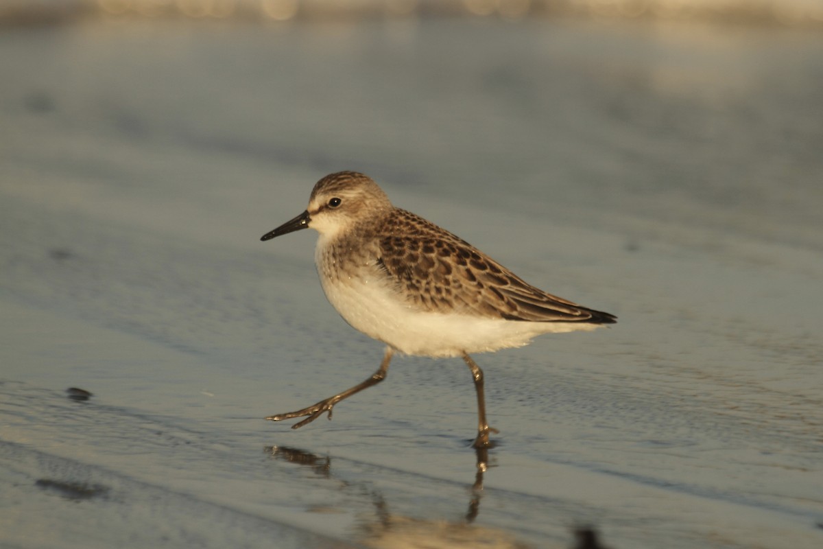 Semipalmated Sandpiper - ML644716405