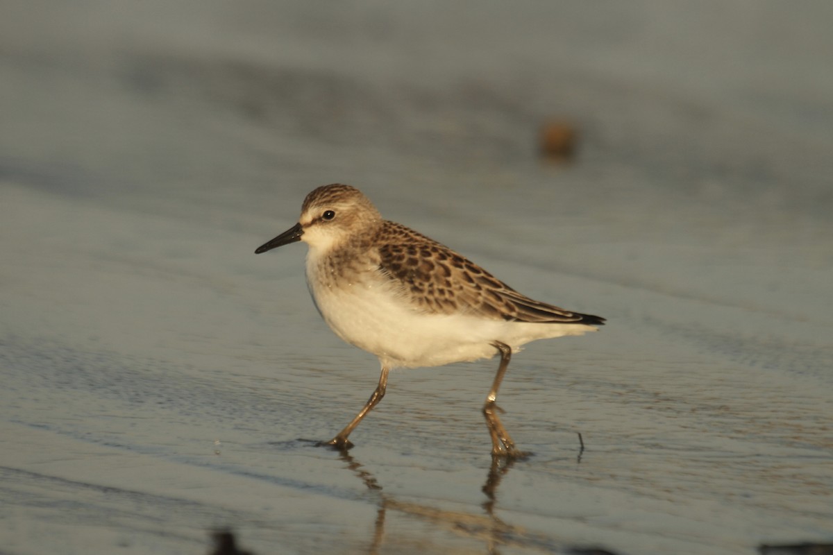 Semipalmated Sandpiper - ML644716406