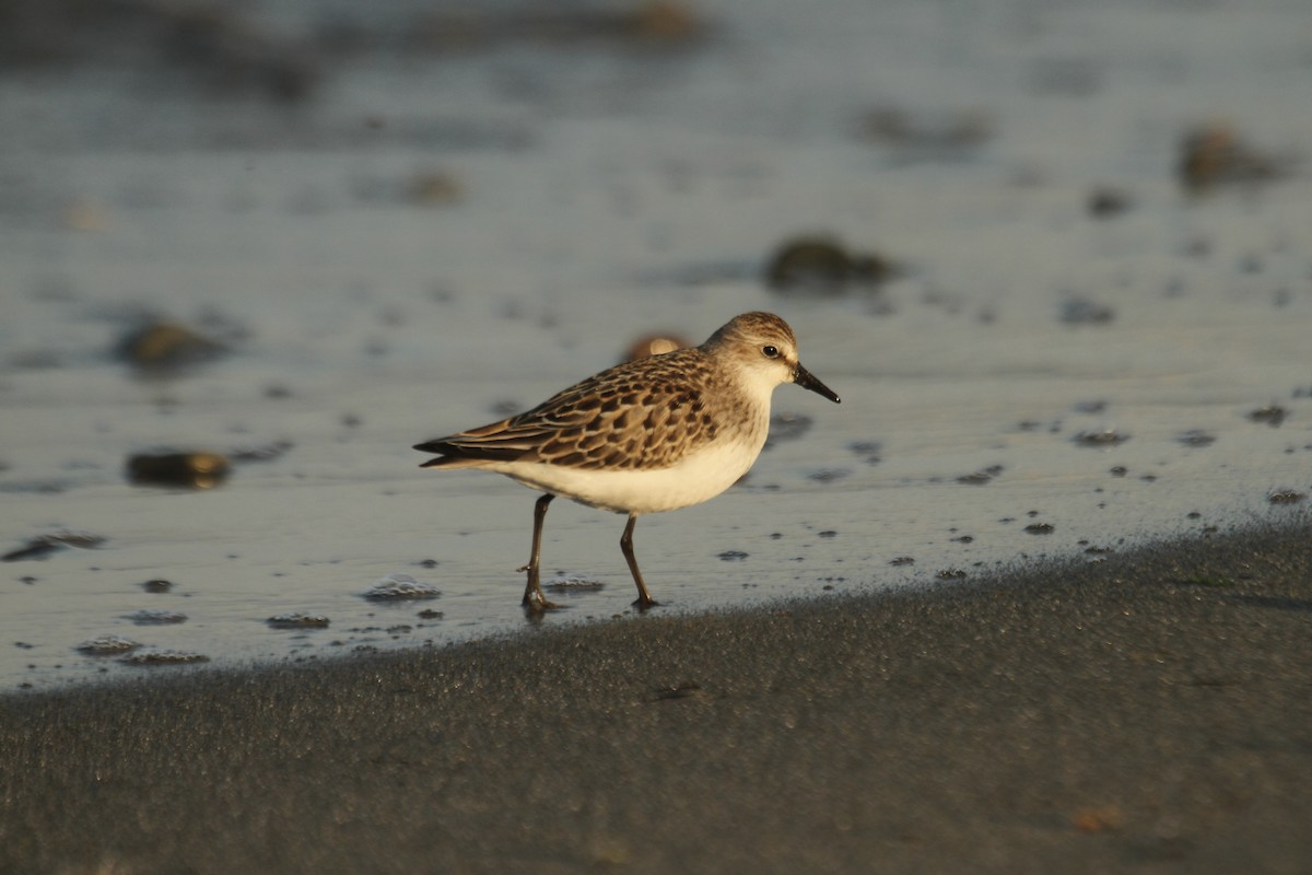 Semipalmated Sandpiper - ML644716407
