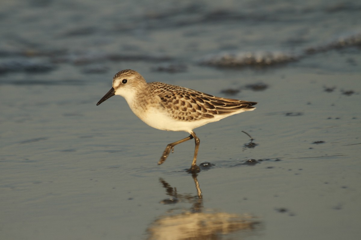 Semipalmated Sandpiper - ML644716408