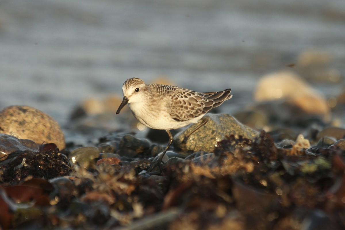 Semipalmated Sandpiper - ML644716409