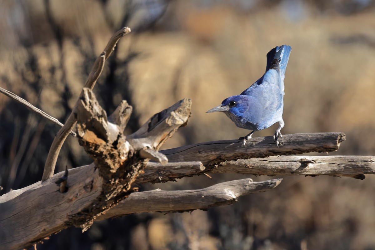 Сойка блакитна - ML644716410