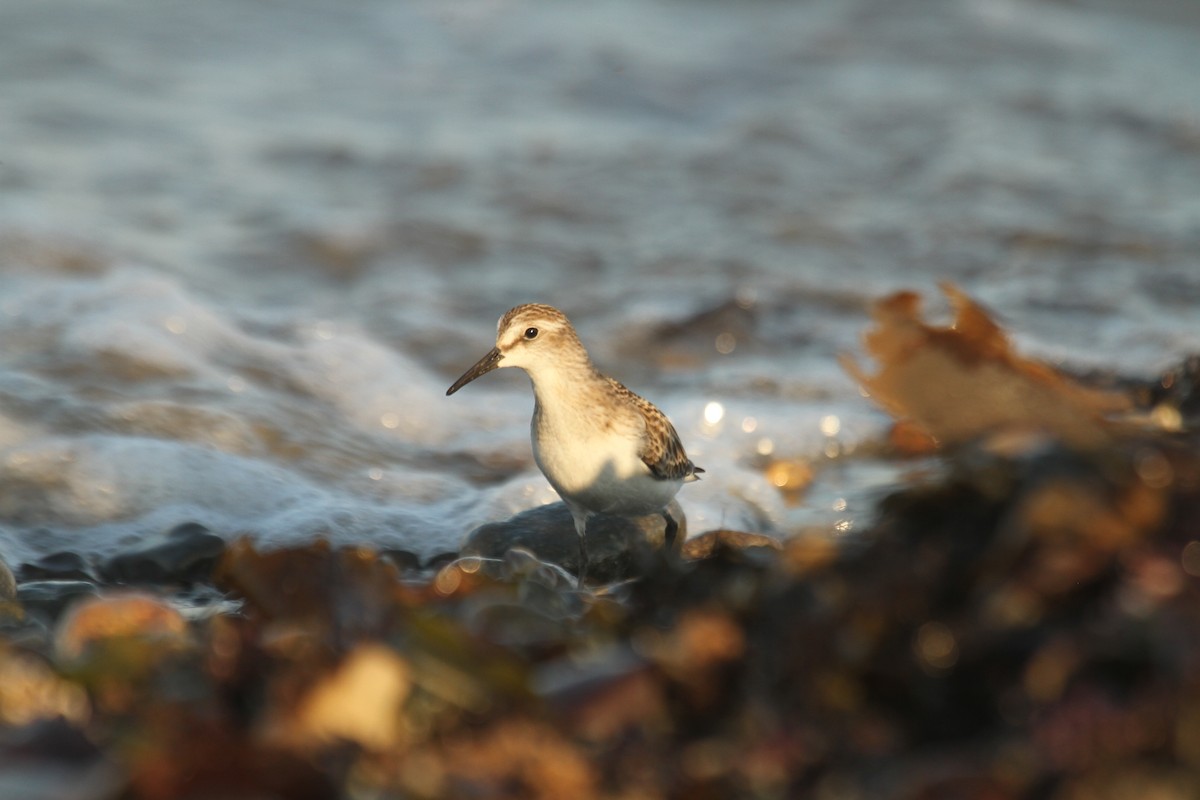 Semipalmated Sandpiper - ML644716411