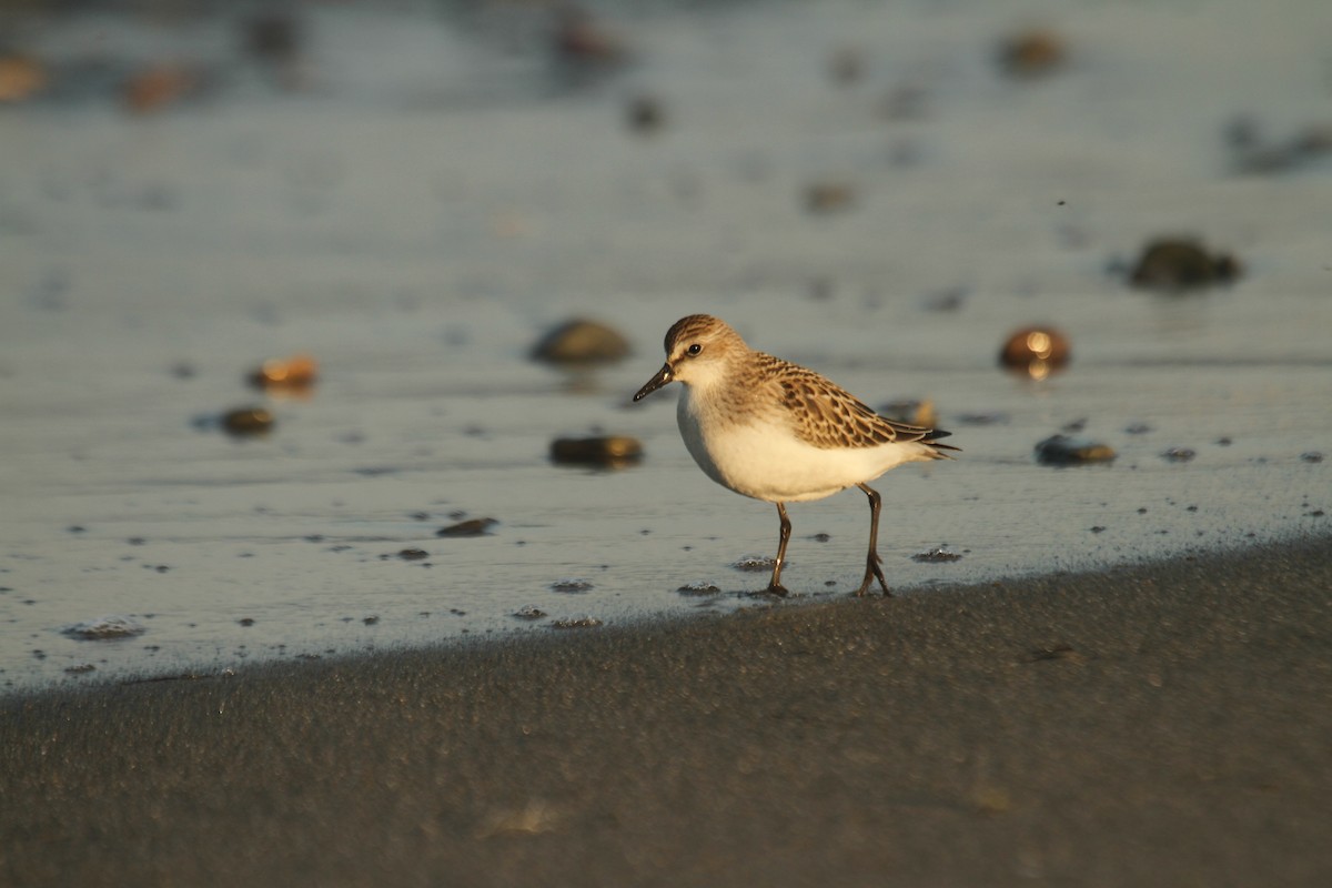 Semipalmated Sandpiper - ML644716412