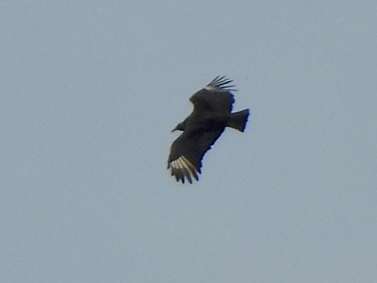 Black Vulture - ML644716413
