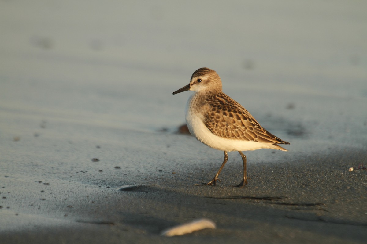 Semipalmated Sandpiper - ML644716416