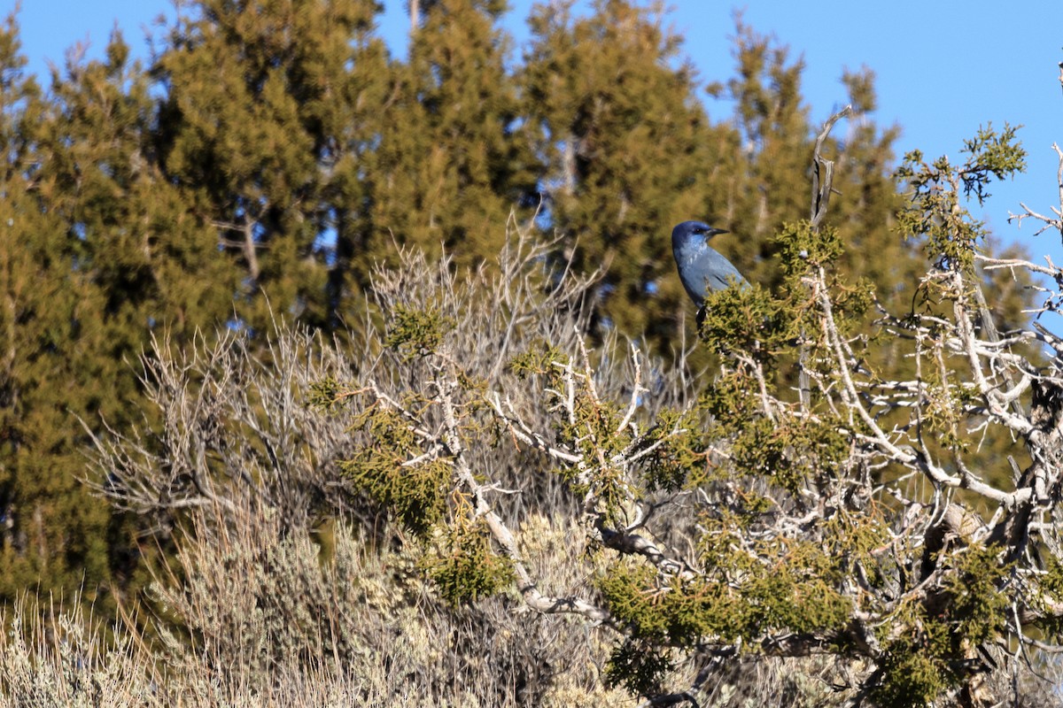 Сойка блакитна - ML644716418