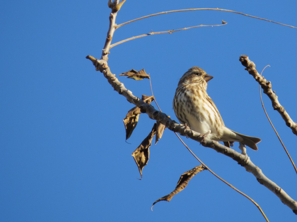 Purple Finch - ML644716420