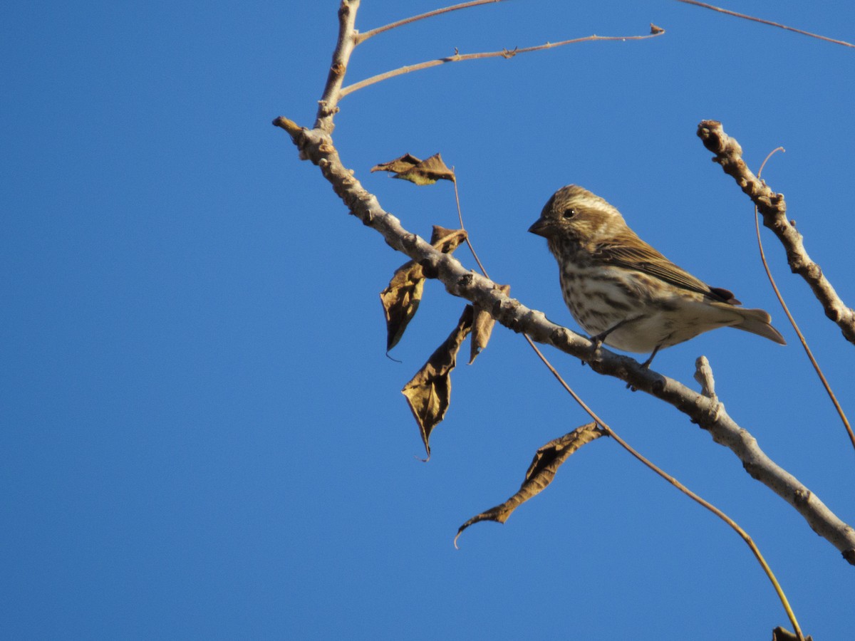 Purple Finch - ML644716421