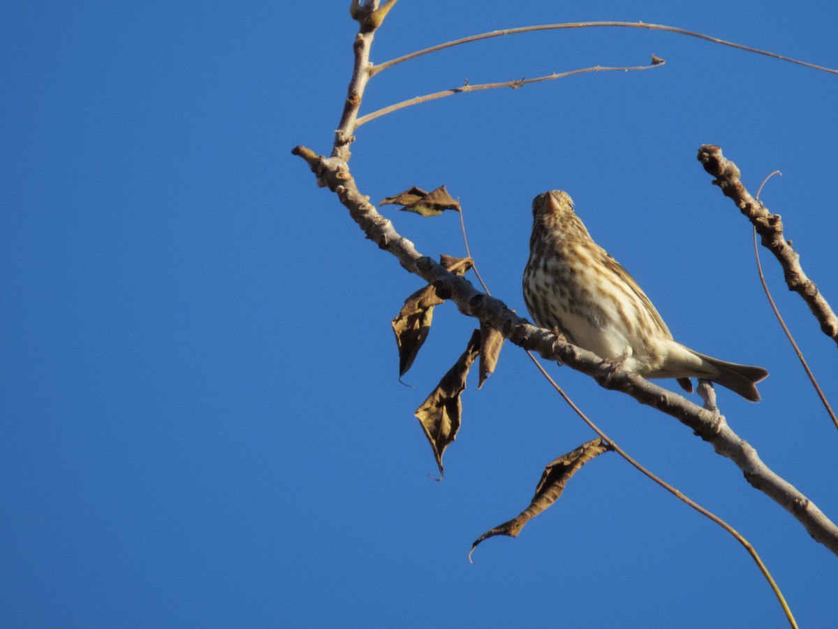 Purple Finch - ML644716422