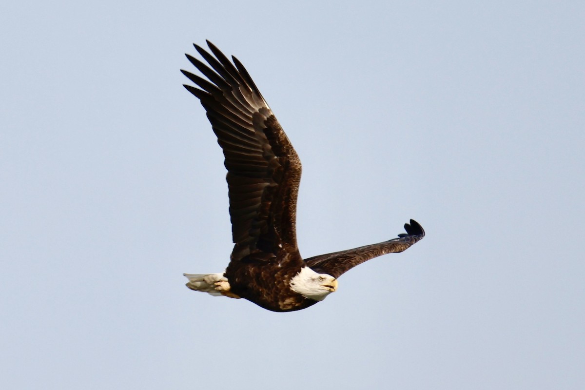 Bald Eagle - ML644716424