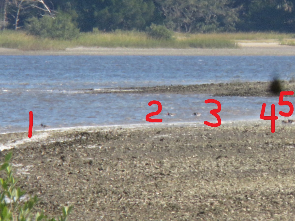American Oystercatcher - ML644716425