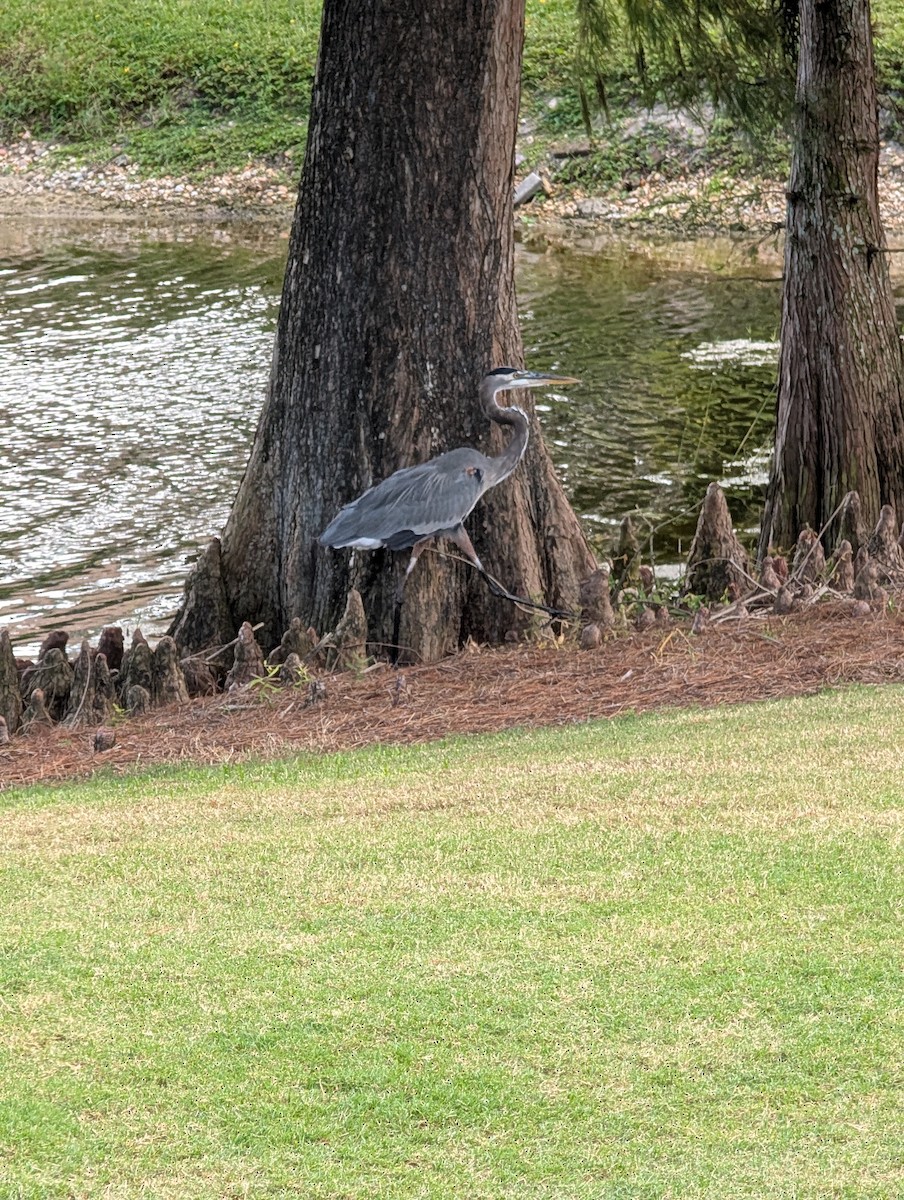 herodiashegre - ML644716432