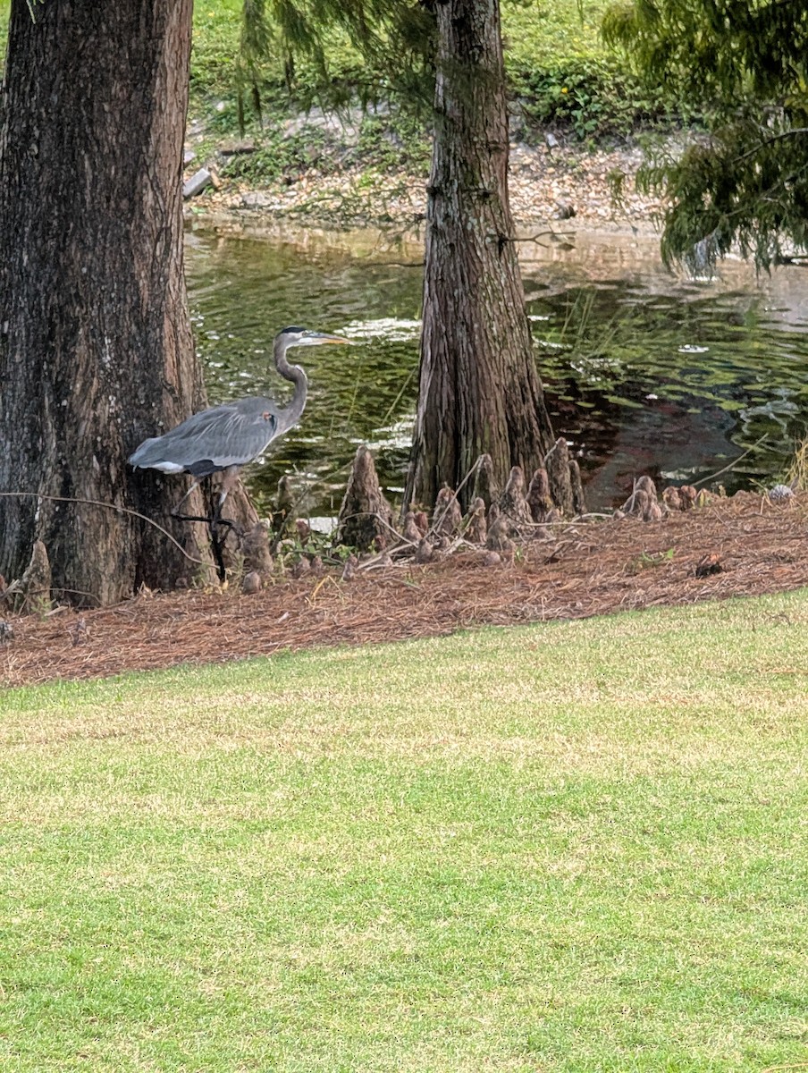 herodiashegre - ML644716444