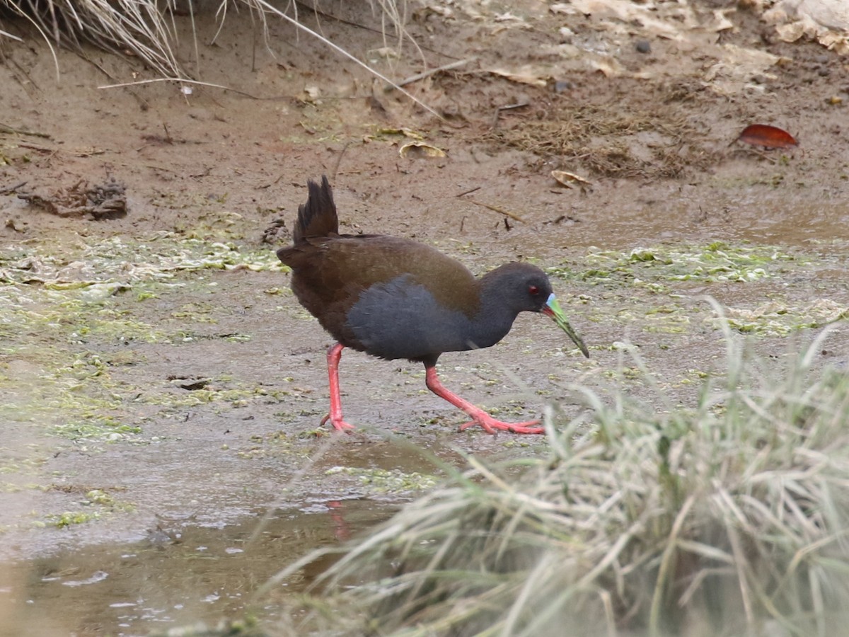 Kurşuni Sukılavuzu - ML644716448