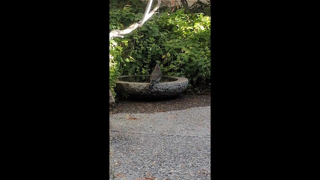 Pic flamboyant (auratus/luteus) - ML644716452