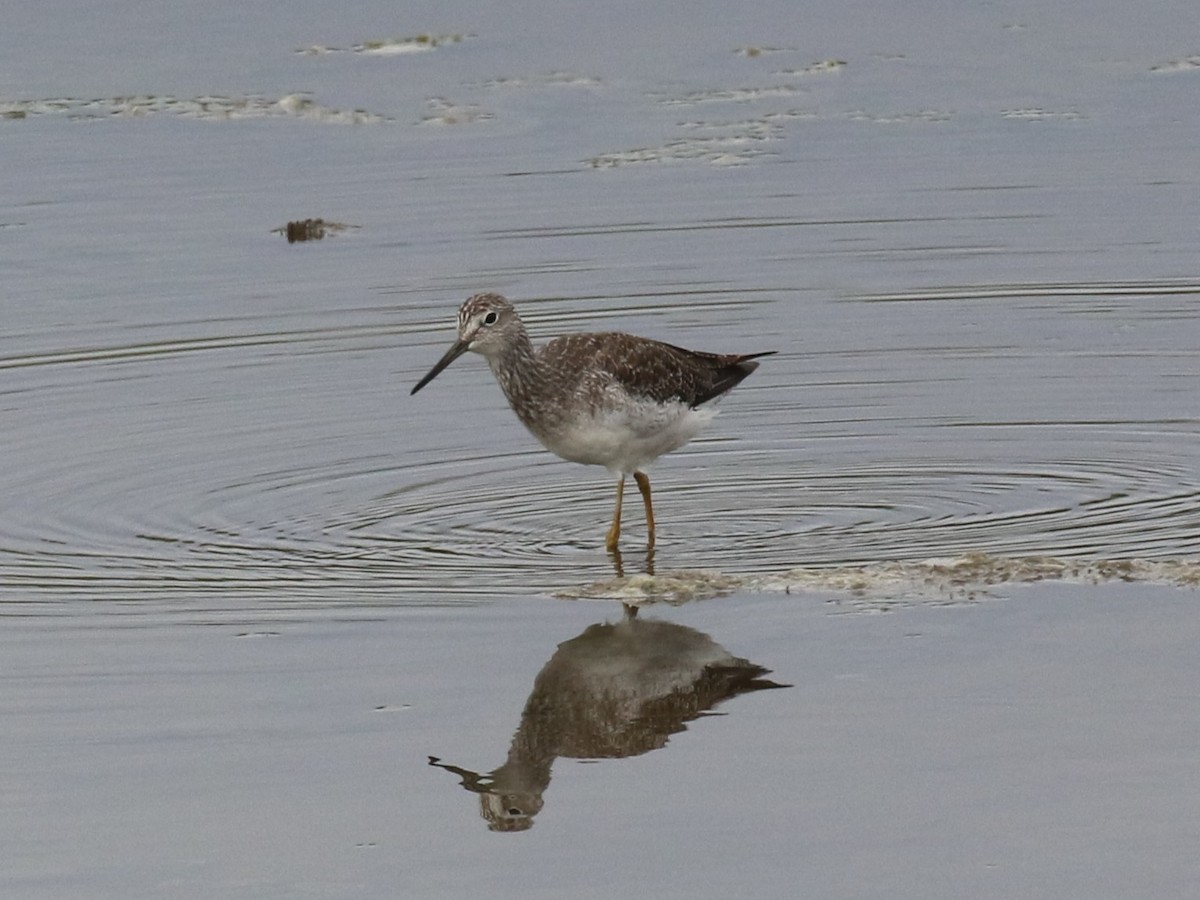 Tüpfelgelbschenkel - ML644716457