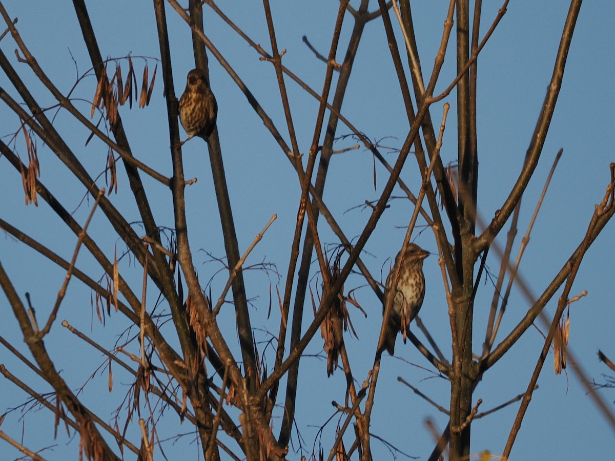 Purple Finch - ML644716460