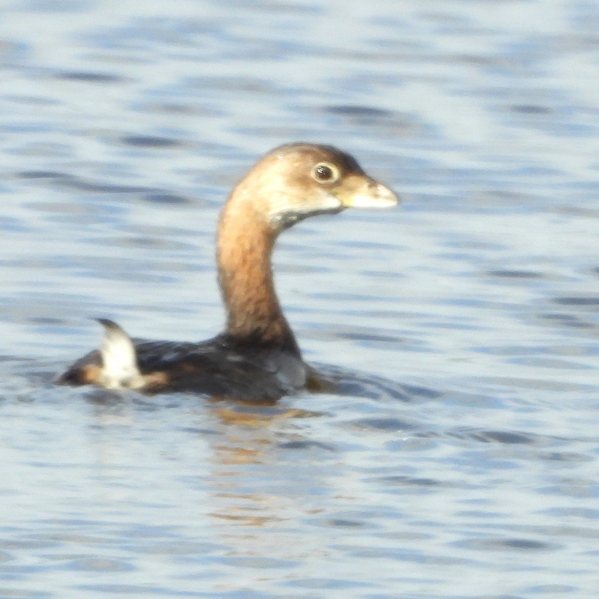 Pied-billed Grebe - ML644716463