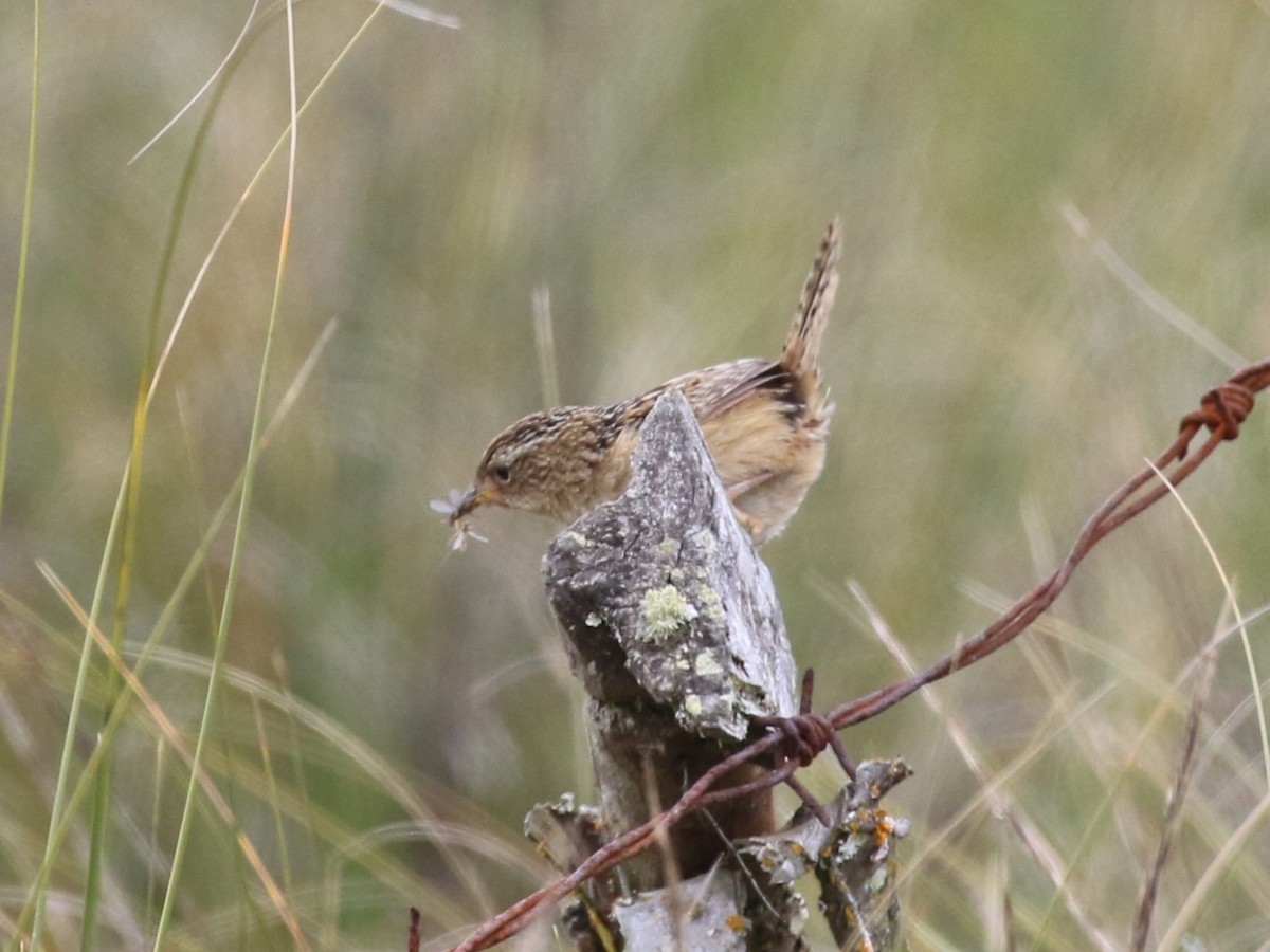 Grass Wren - ML644716467