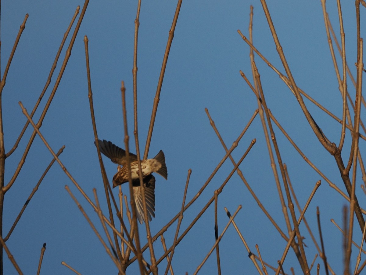 Purple Finch - ML644716468