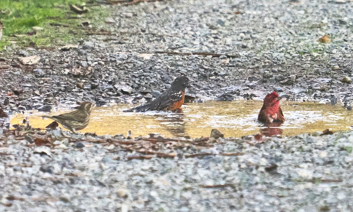 Purple Finch - ML644716482