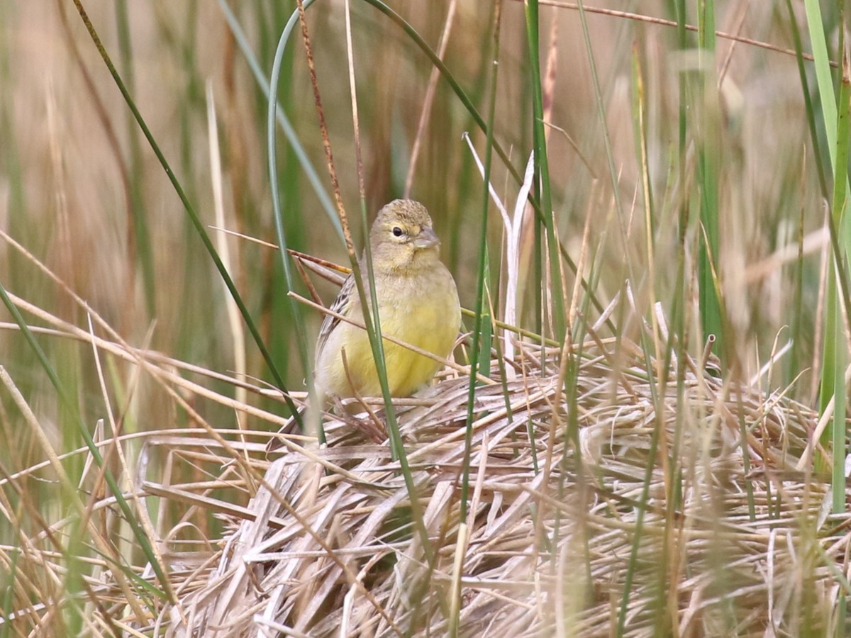 Kurzschnabel-Gilbtangare - ML644716483